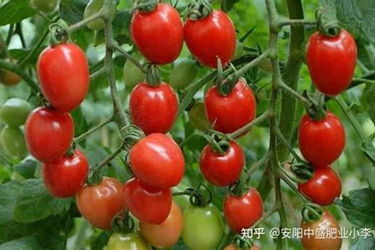 玉米上午种还是下午种好