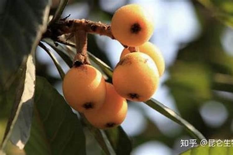 黄腐酸钾最佳使用方法