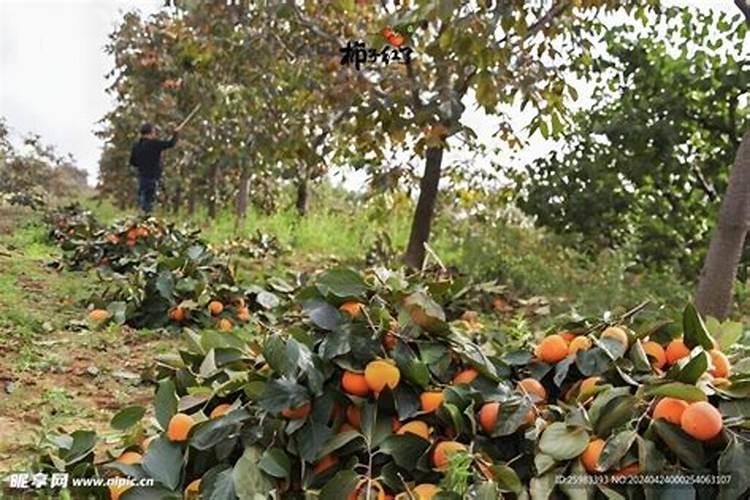 柿子树施肥时间和方法