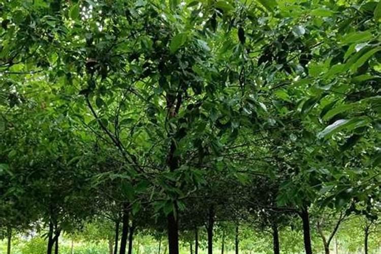 香樟树黄化病的防治方法