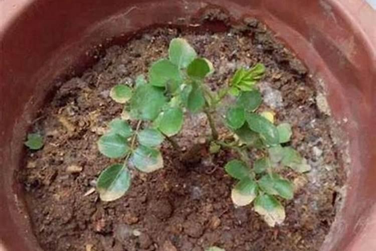 阳光玫瑰葡萄用羊粪做冬肥可以吗？