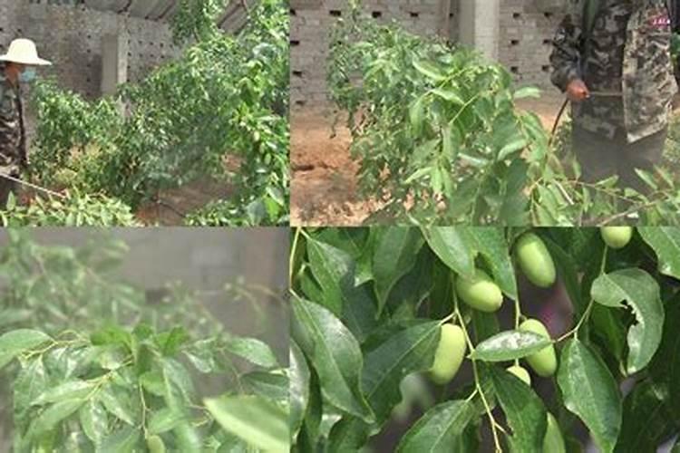 这是冬枣和嘎啦苹果,嘎啦是什么病害了,小红点已经水坏了,开始腐烂...