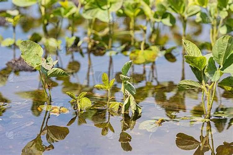 黄豆被水淹了叶子发黄了该怎么办