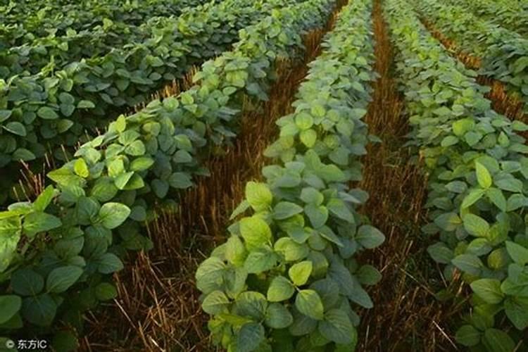 大豆叶面肥都有什么药