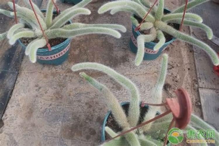 玉米灌浆期浇水好吗