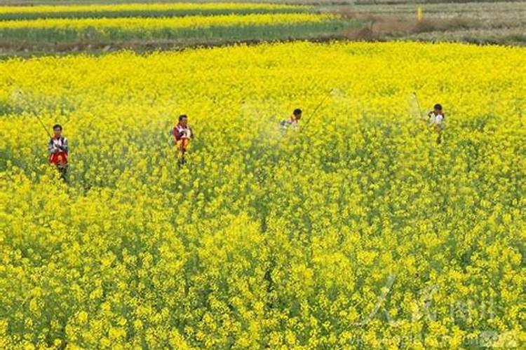 【荔枝】的功效与作用