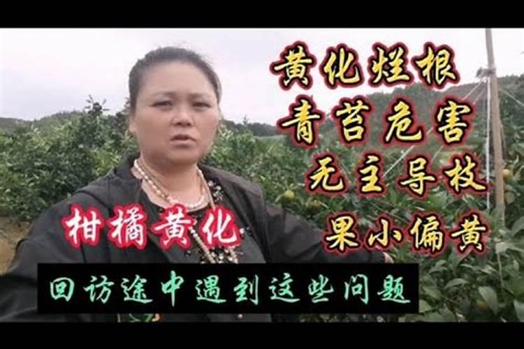 柑橘水溶肥的使用方法？柑橘用什么肥料长得快