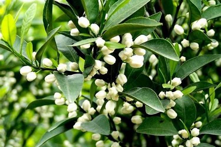 铜钱草放什么肥料