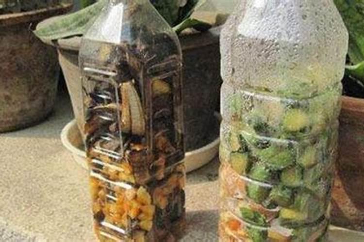 如何种植大头菜