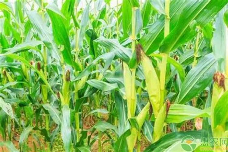 米兰喜欢酸性还是碱性 米兰花的养殖方法和注意事项