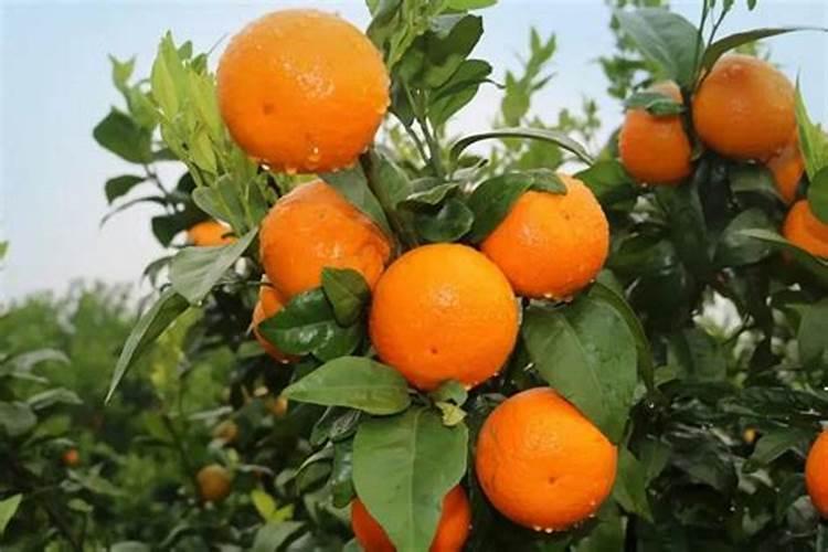 苹果树秋季该如何施肥 给苹果树施肥什么肥最好