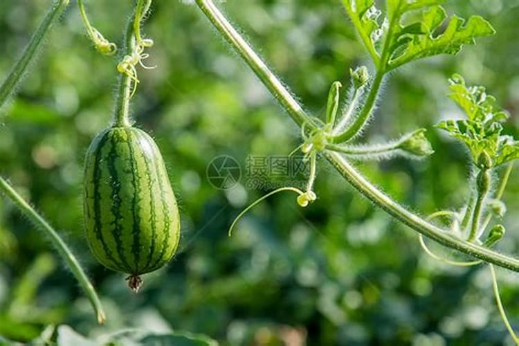 1千克液体氮肥兑多少水