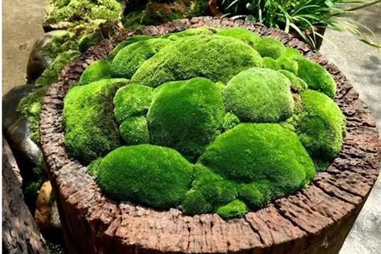 磷肥可以杀青苔吗