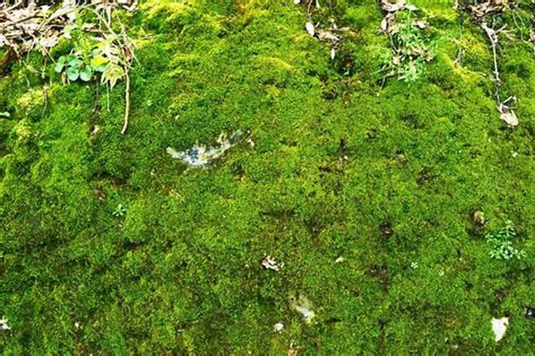 有青苔了可以用磷肥肥水吗