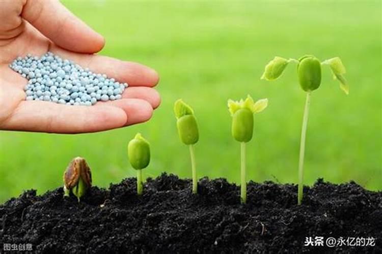 青苔最怕什么肥料？