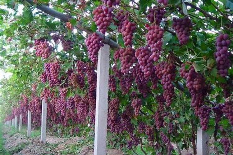 水稻田施用氯化铵效果好,成本低,农民如何扬长避短,合理使用？