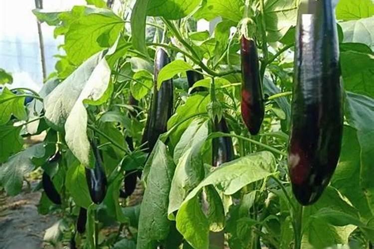 大棚茄子五月种植技术