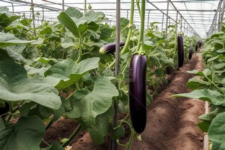 茄子怎么过冬天