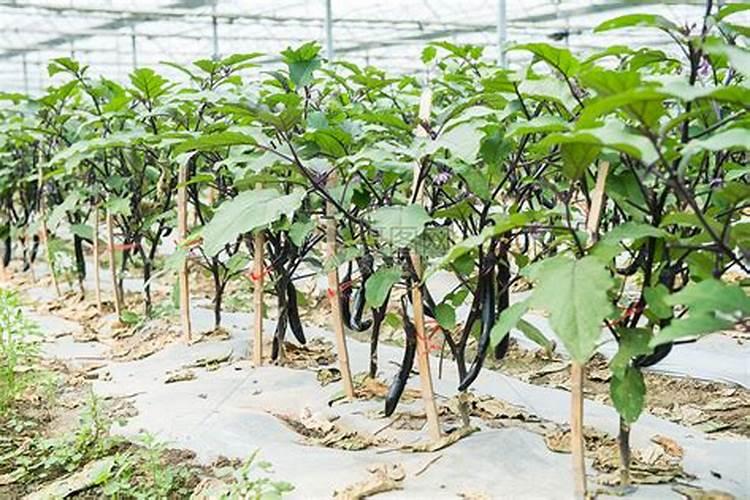 大棚种植茄子需要什么肥料