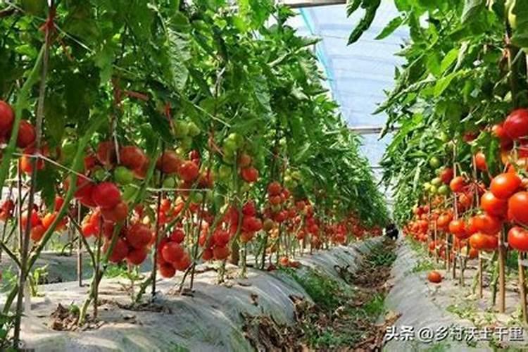 西红柿什么时候施肥最好