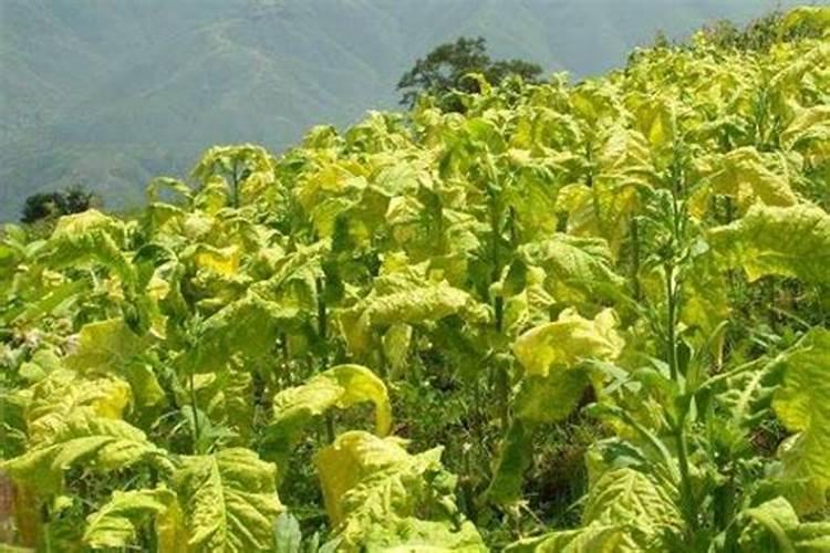 草莓在种植过程中需要补钙吗 草莓缺钙怎么办用什么补钙最好