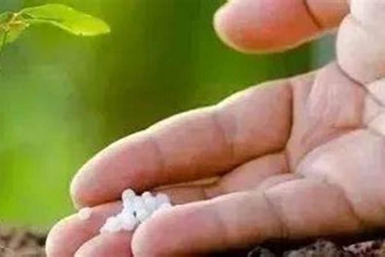 玉米叶面肥和虫子药打完多长时间能吸收