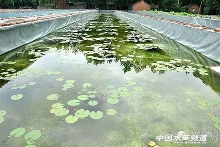 鱼缸水肥对鱼有影响吗,鱼缸水肥怎么解决