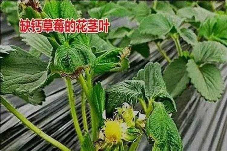 草莓只长叶子不开花怎么办