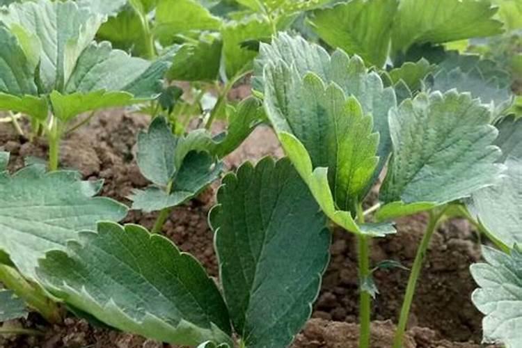 草莓中间空心是什么原因