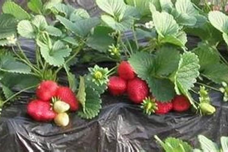 草莓空心是什么原因