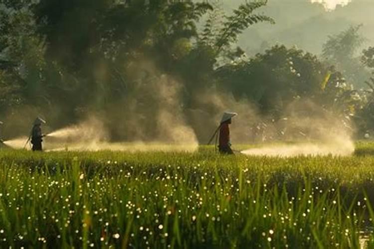 芸苔素和多菌灵能混用吗？