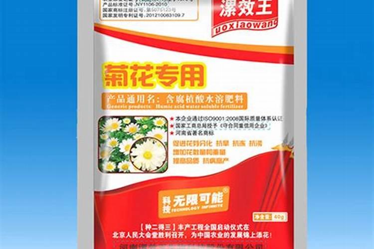 如何给菊花施肥