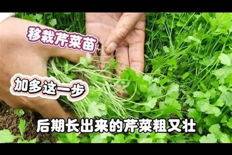 芹菜怎样施肥