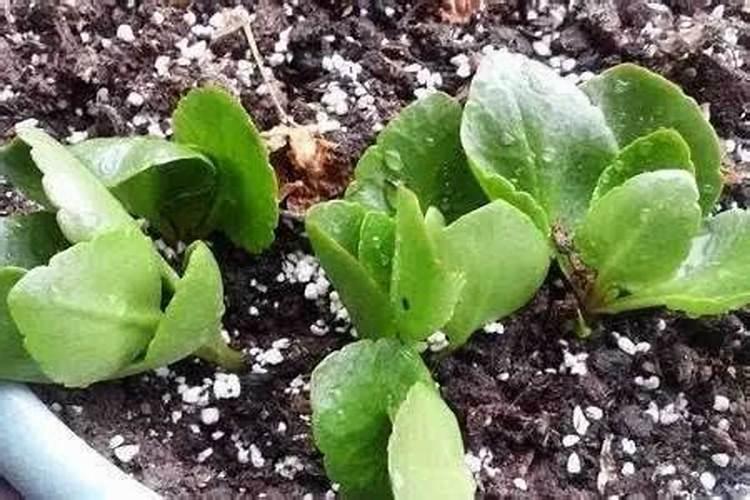 为什么不能中午打叶面肥 叶面肥使用方法