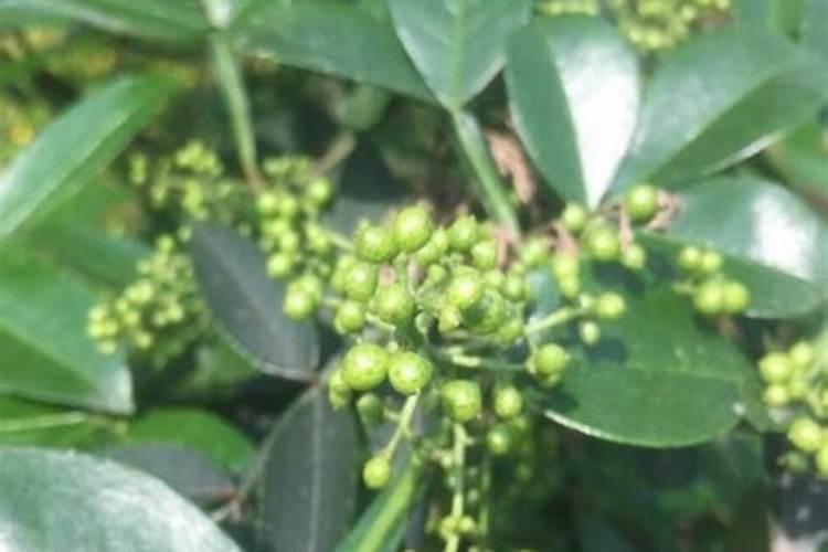 花椒树什么时候可以喷施叶面肥？