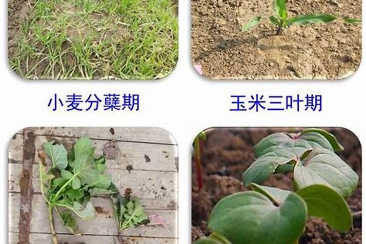 大棚西红柿几天灌根？