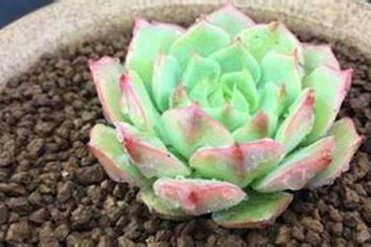 硅肥对草莓喷好还是灌根好