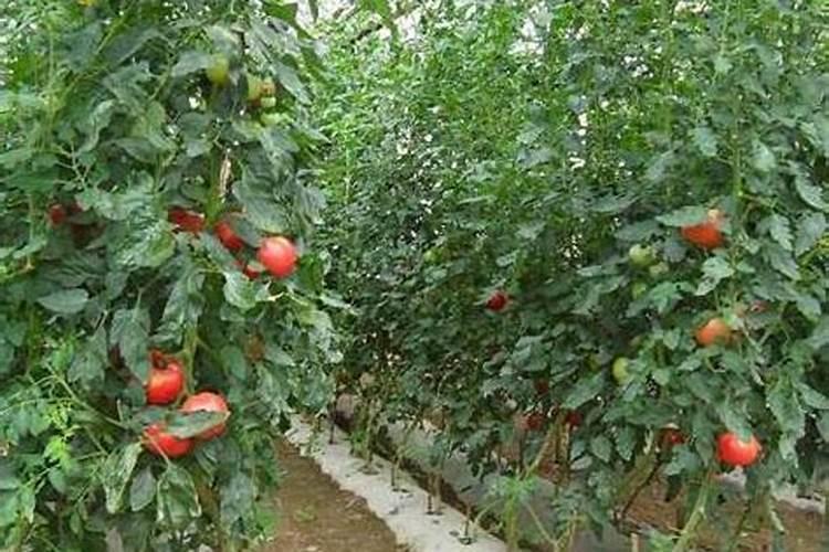 西红柿用什么肥料效果好？西红柿叶面喷什么肥料结果多？用什么冲施肥好...