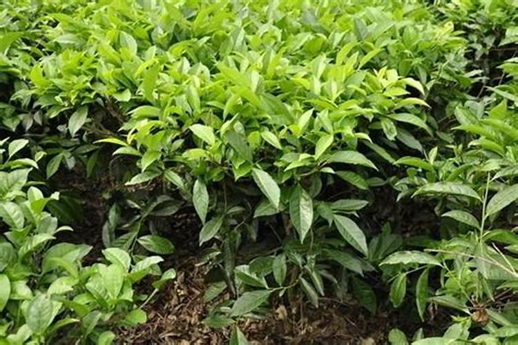 茶树用什么肥料好