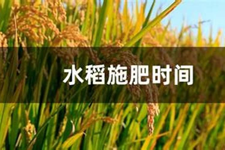 水稻三遍肥最佳时间