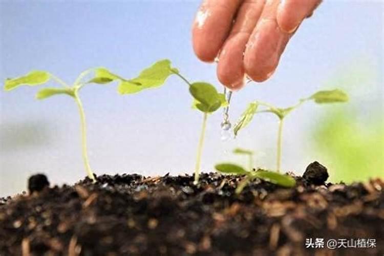 磷酸二氢钾能不能用来灌根,有什么需要注意的吗？