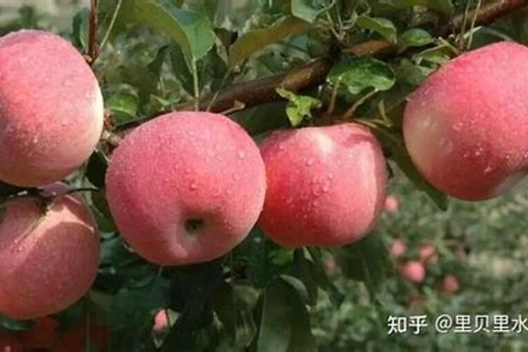 果树水溶肥的使用方法,如何施效果好