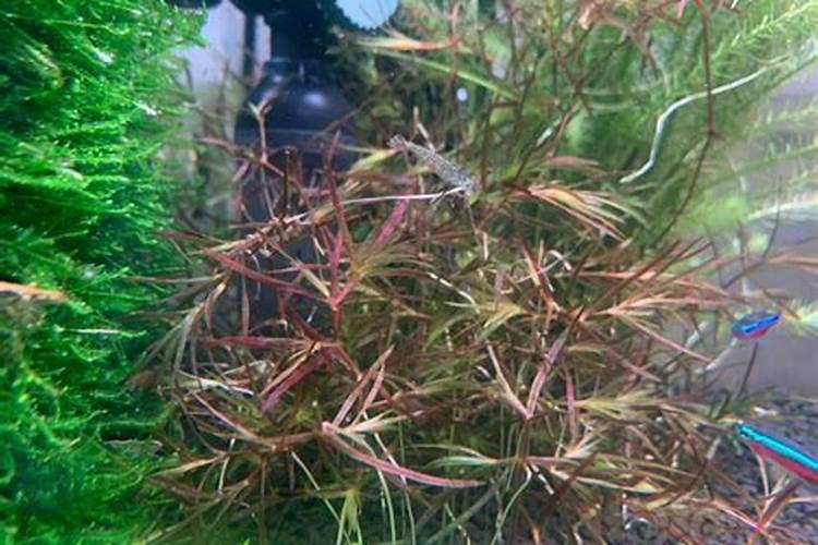 如何给水草缸施肥？