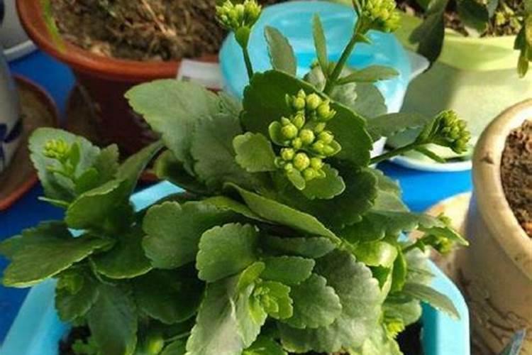 长寿花施肥方法