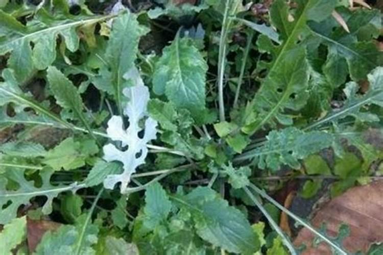 从草木灰中可以提炼出一种钾肥,往此钾肥中滴食醋,有能使石灰水变浑浊...