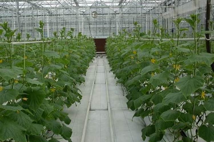 怎样让西瓜多生根