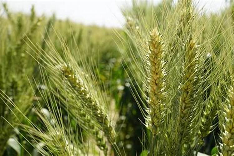 小麦增产秘诀选对水溶肥,产量提升不是梦