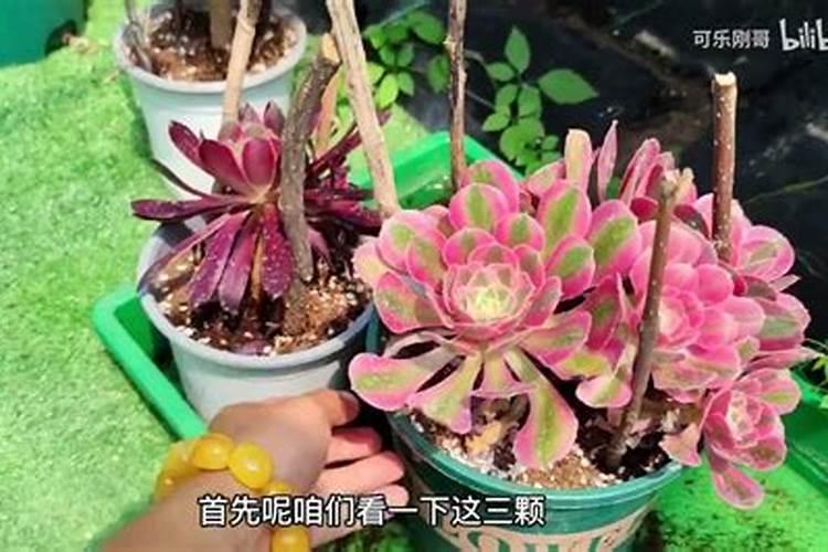 什么叶面肥对水稻最好？了解这些让水稻增产增收!