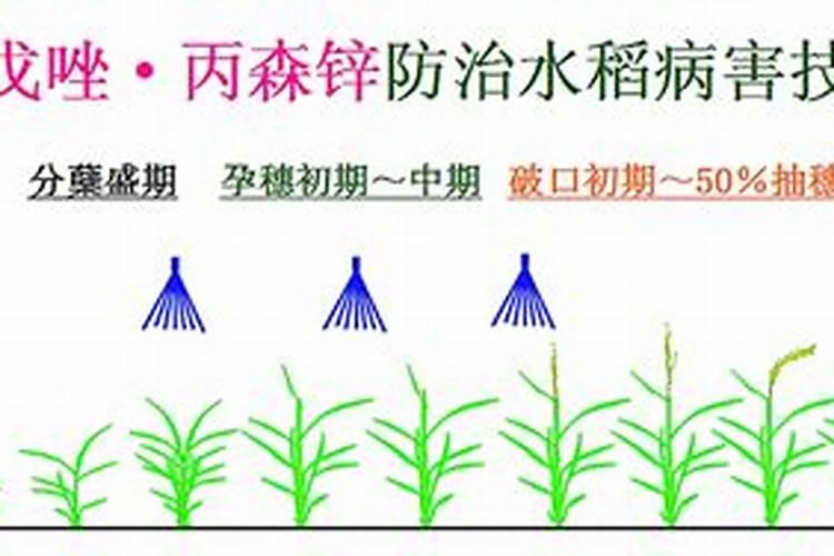 水稻最后一次施肥是什么时候