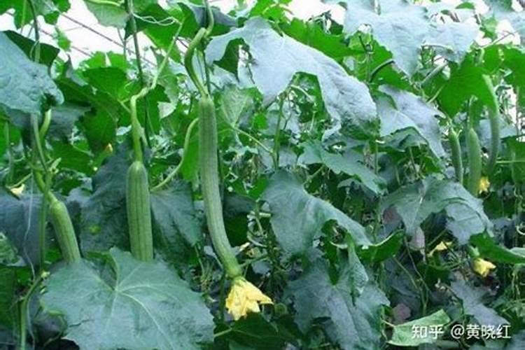 丝瓜在育苗期时,为什么需要吸收大量的氮素？
